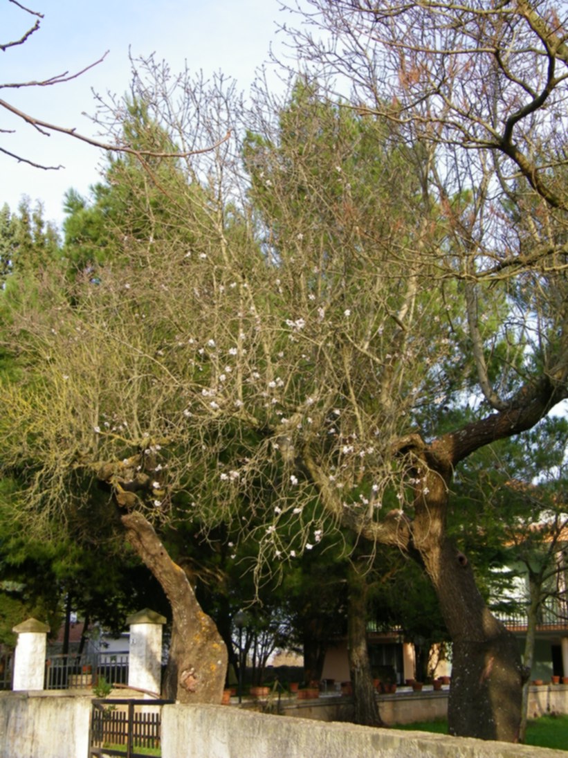 MANDORLI IN FIORE DAL 23 DICEMBRE - Putignano (BA)